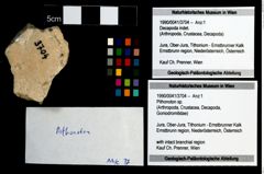 Foto (Objekt + Etikett) von Pithonoton sp.  (NHMW-GEO-1990-0041-3704)